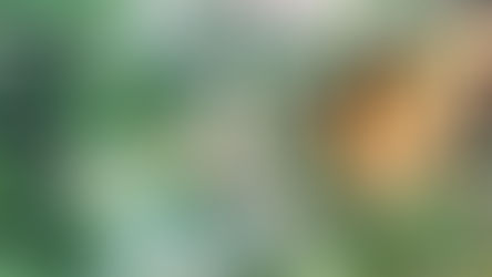 Native vs Non-Native Plants for Pollinators: What Actually Works and Why