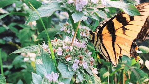 Native vs Non-Native Plants for Pollinators: What Actually Works and Why