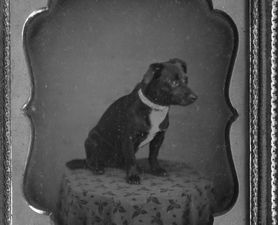 Nero was a Donner Party dog
