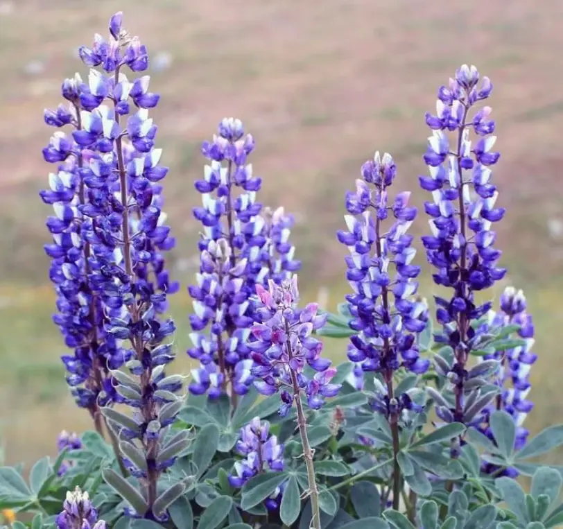 Wild lupine, which you can see at the end of the Sagehen Creek hike out to Stampede Reservoir