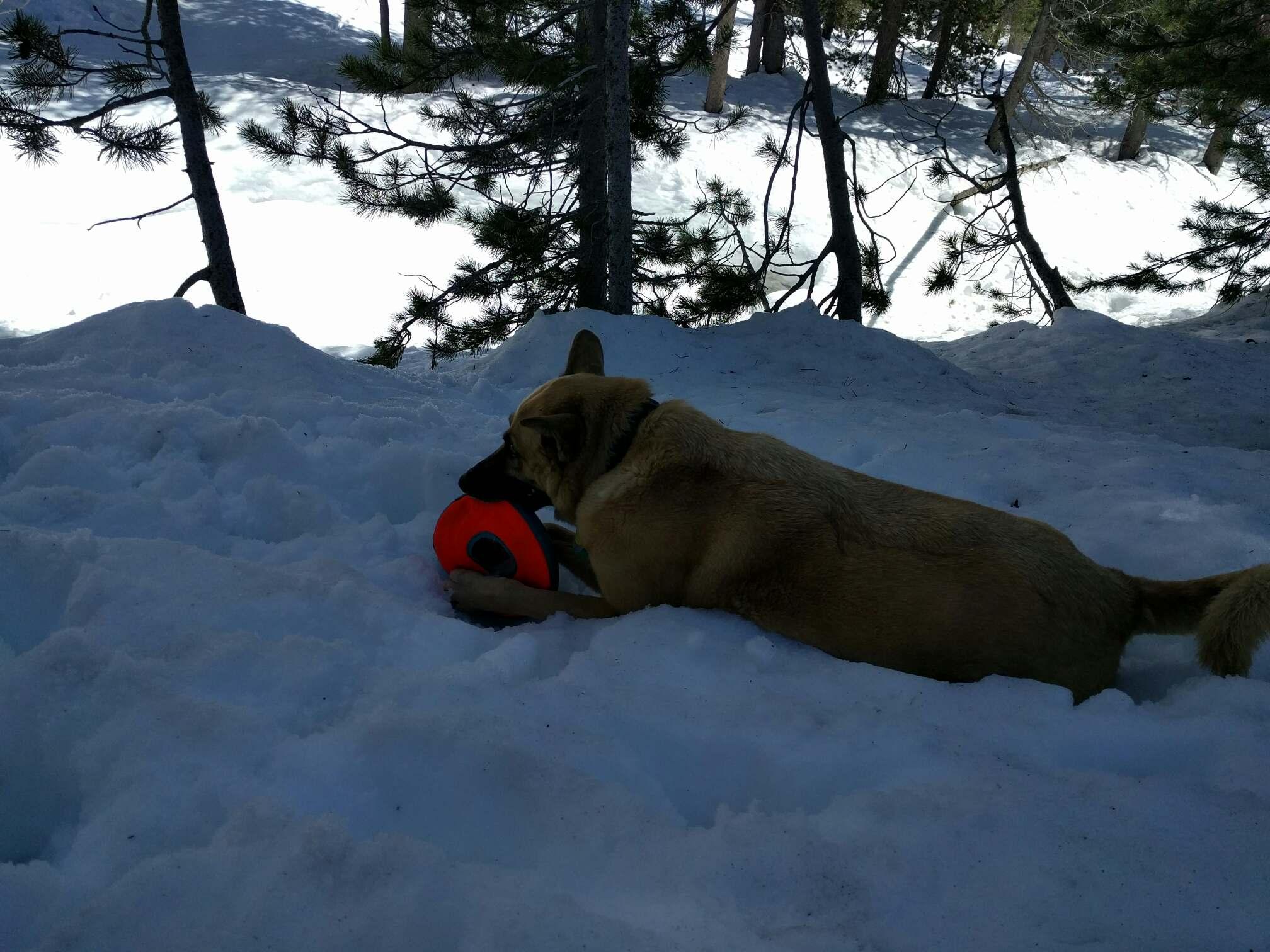 GuestPic23DogHavingFun