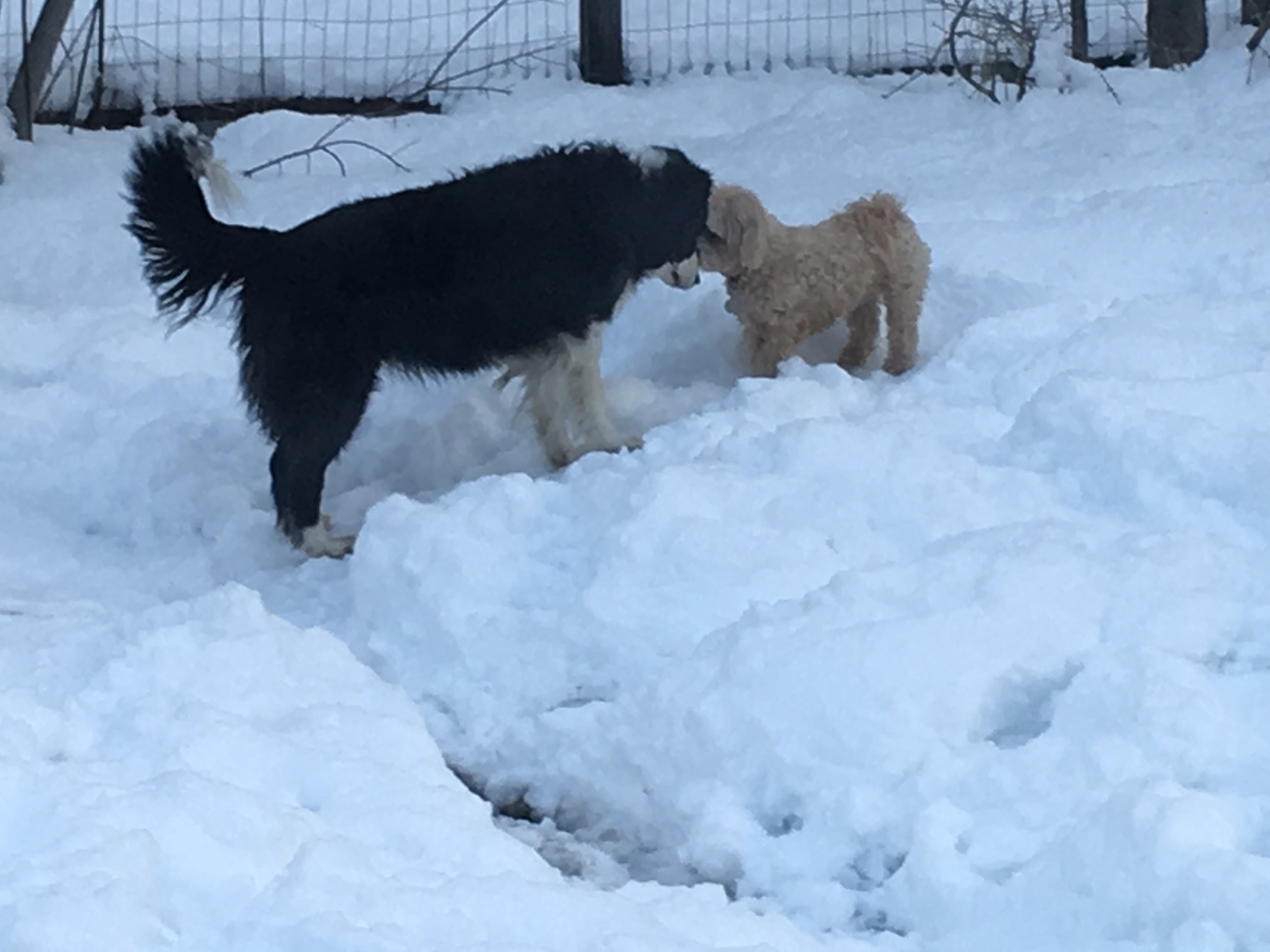 GuestPic20DogsInBackyard