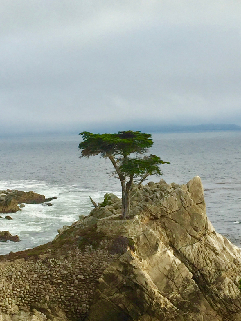 Alex's view of the Lone Cypress on 17 Mile Drive