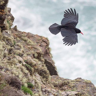 A Cornish chough, flying over the cliffs 
