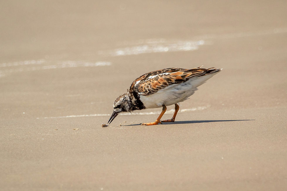 TurnStones FREE June