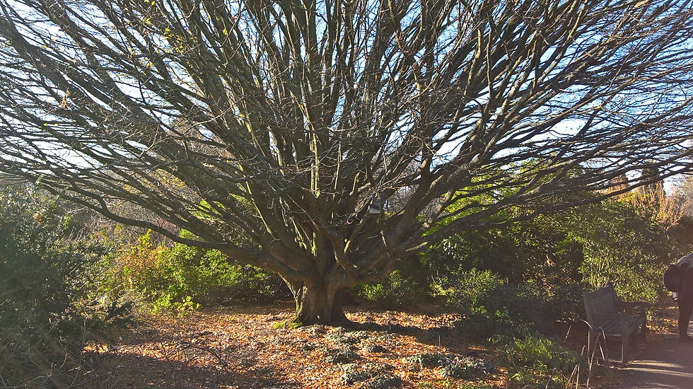 Hornbeam