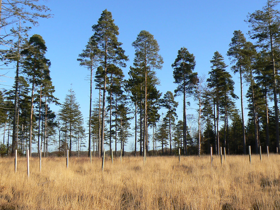 New Forest trees