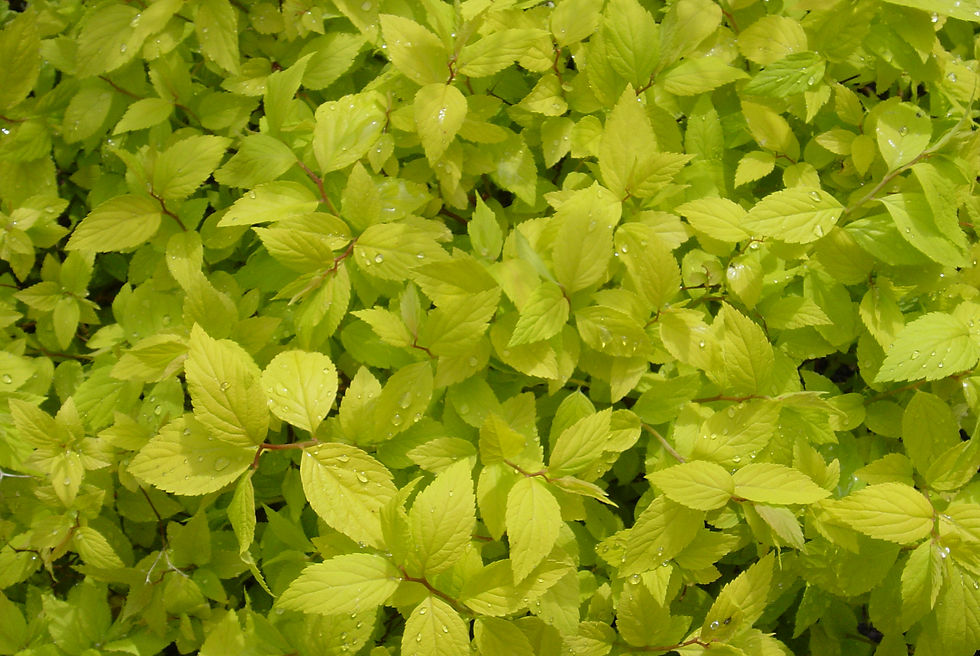 Lime green spirea