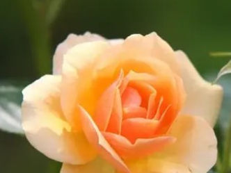 Obituary for Nomie I. McDonough