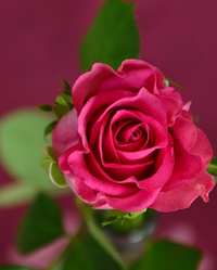 Obituary for Sara Arnessa Thompson