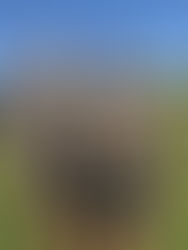 Raider Cross Country competes at Shepherd BLUEJAY Invite