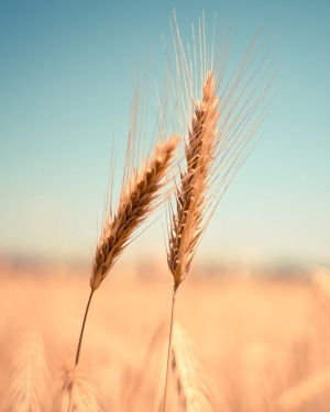 Obituary for Donald G. Pung