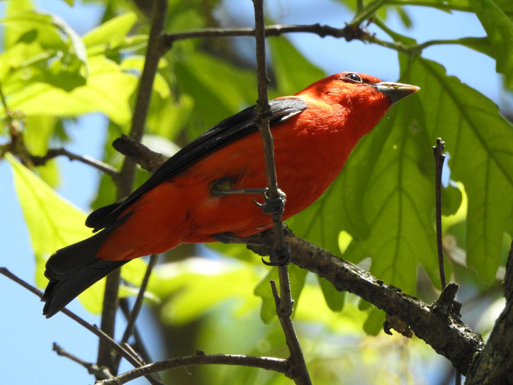 Discover Portland’s Wild Birds and Seasonal Visitors!