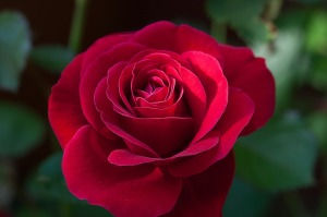 Obituary for Mildred R. (Fedewa) Denny