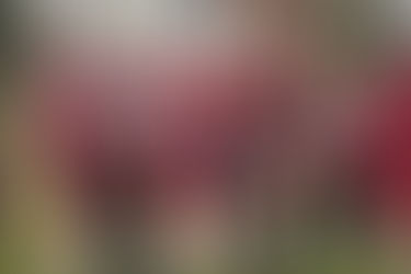 Raider football season ends in Regional Finals