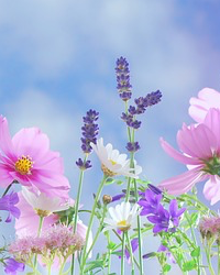 Obituary for Ruth Elizabeth Ingraham
