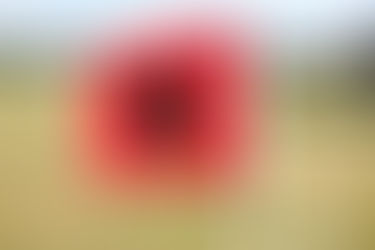 Lady Raider Soccer Picks up Wins over Ithaca and Bath