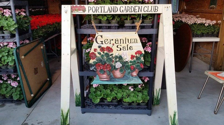 Portland Garden Club Geranium Sale