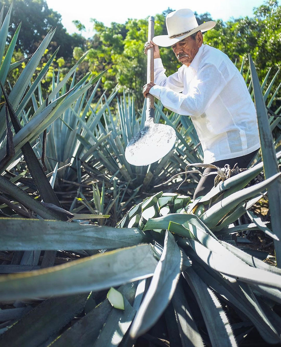 100% Agave barrels