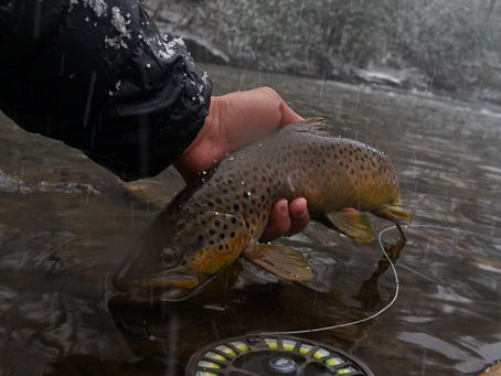 Western North Carolina & East Tennessee Fly Fishing Report | February