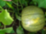 Mefford pumpkin model 3
