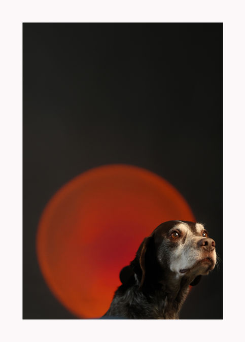 Photographe pour chiens à Bruxelles
Shooting pour chiens à Bruxelles
Portraits en studio pour chiens à Bruxelles