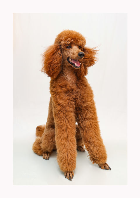 Photographe pour chiens à Bruxelles
Shooting pour chiens à Bruxelles
Portraits en studio pour chiens à Bruxelles