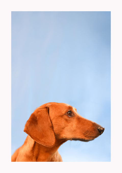 Photographe pour chiens à Bruxelles
Shooting pour chiens à Bruxelles
Portraits en studio pour chiens à Bruxelles