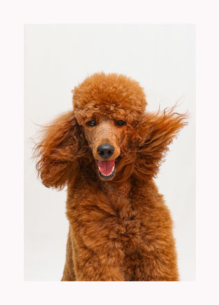 Photographe pour chiens à Bruxelles
Shooting pour chiens à Bruxelles
Portraits en studio pour chiens à Bruxelles