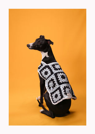 Photographe pour chiens