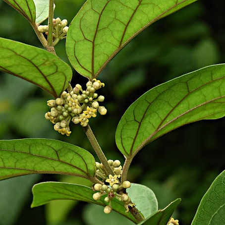 3/2025 - Diabetes: Gymnema sylvestre in Modern Medicine. A Literature Review on Its Role in Diabetes and Beyond (Vol. 1, No. 1)