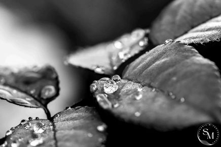 Fin'Image photographe professionnelle nature paysage macro florale prise de vue en noir et blanc d'une goutte d'eau sur une feuille de rosier pour les passionnés de macro photographie, floral, nature, paysage.