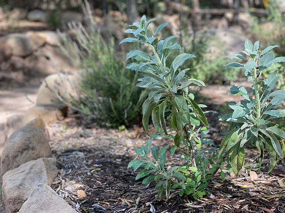 White Sage.jpg