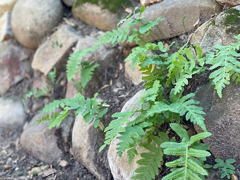 Fern-Stone Wall.jpg