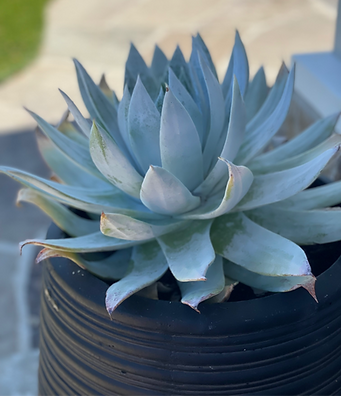 Dudleya Potted_edited.png