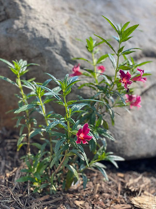 Monkeyflower.jpg