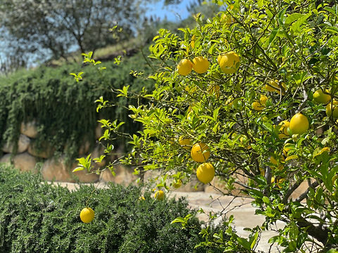 Lemon Tree.jpg