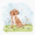 Spaniel.jpg
