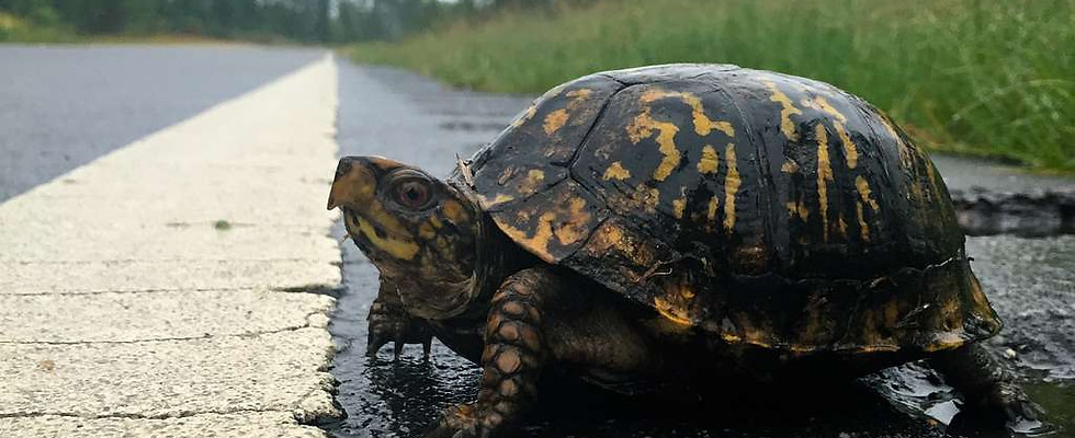 box-turtle-f3a379-1024.jpg