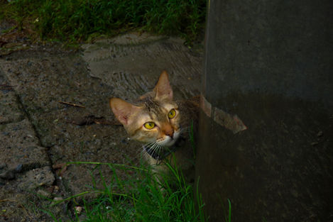 Pet