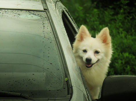 Pet