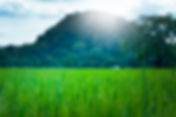 Landscaping, Landscaping companies