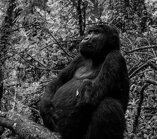 Young blackback gorilla, Meteo, deep in thought. His left hand is missing; lost in a snare.