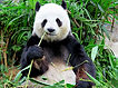 Thérèse panda.jpeg