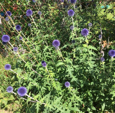 IMG_0245.jpeg