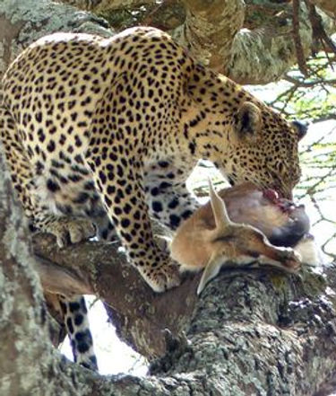 נָמֵר עֲבוּרִי © רן גרין