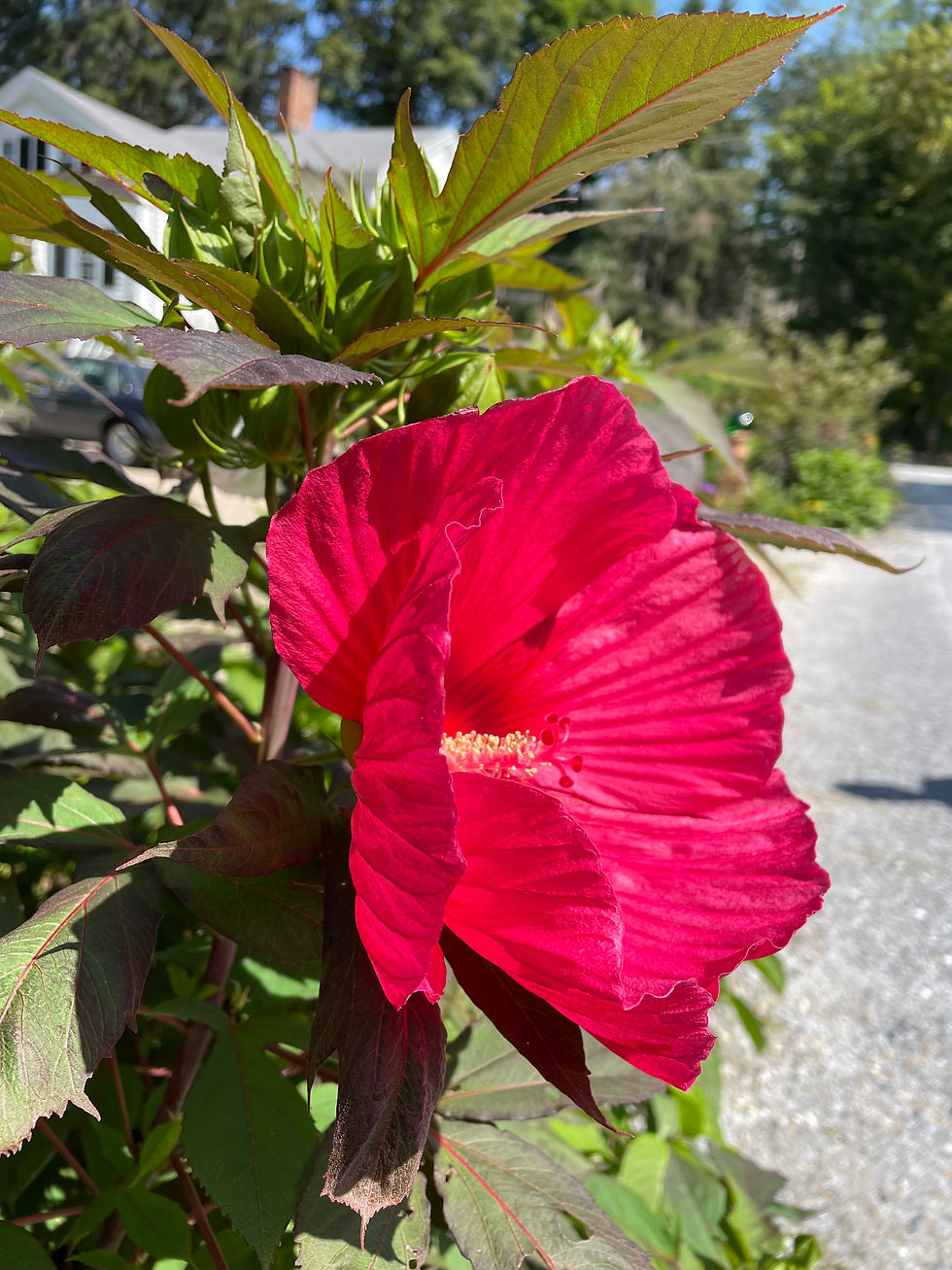 IMG_2354