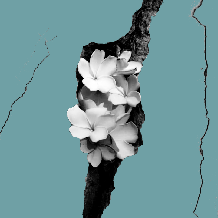 Flores creciendo desde una grieta en una pared.