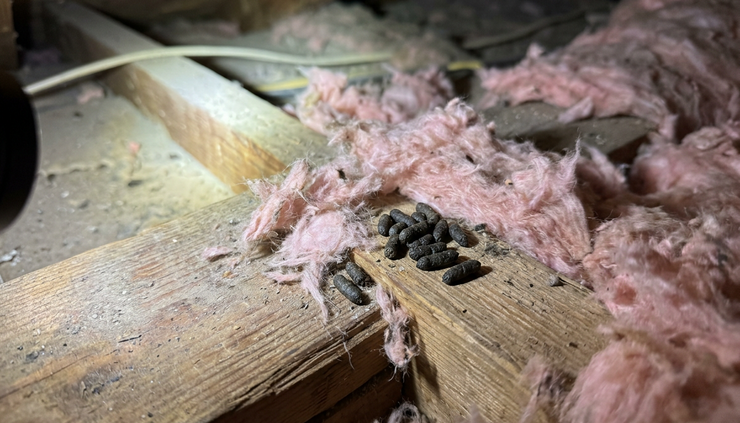 Close-up view of rodent droppings near attic insulation and a wooden beam.