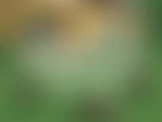 🦟 How to Keep Mosquitoes Away from Your Florida Yard